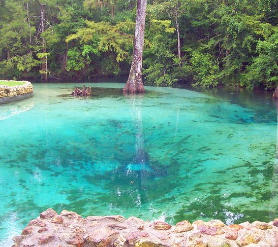 Discover Hidden Natural Springs Near Destin: Easy Day Trips from Destin to Florida’s Best Natural Springs