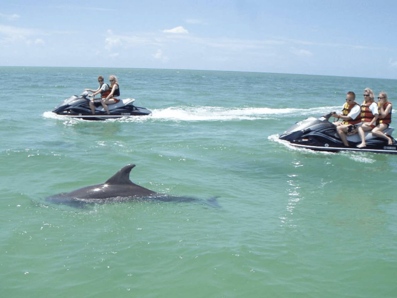Wild Encounters: Best Emerald Coast Wildlife Excursions for Large Groups
