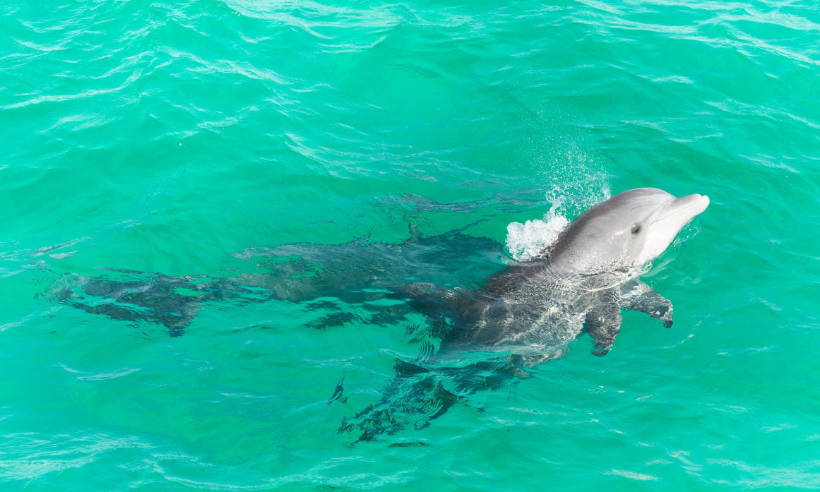 Emerald Coast Dolphin Cruises for Large Groups