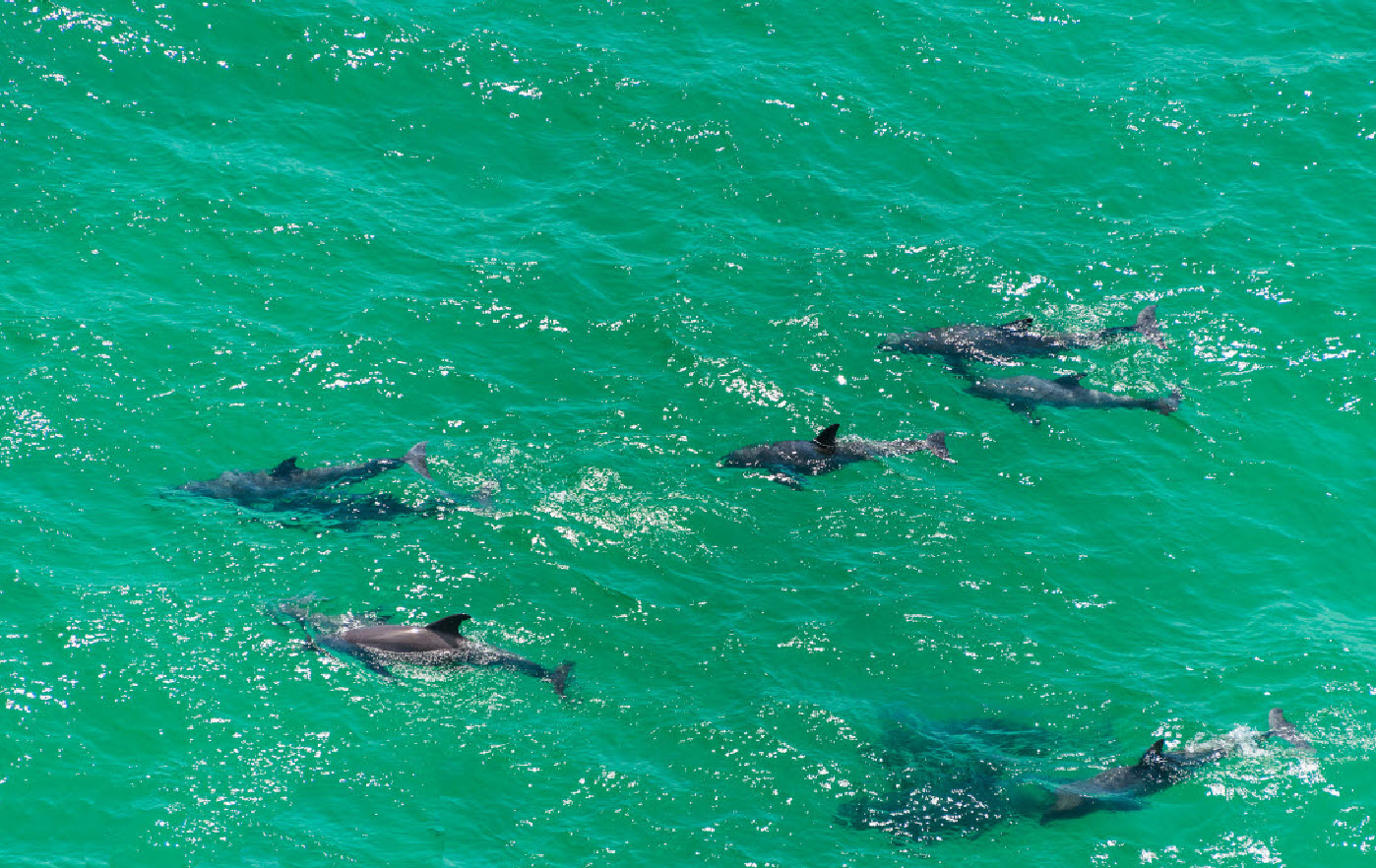 Dolphin Cruises: Experience the Emerald Coast’s Marine Life Up Close